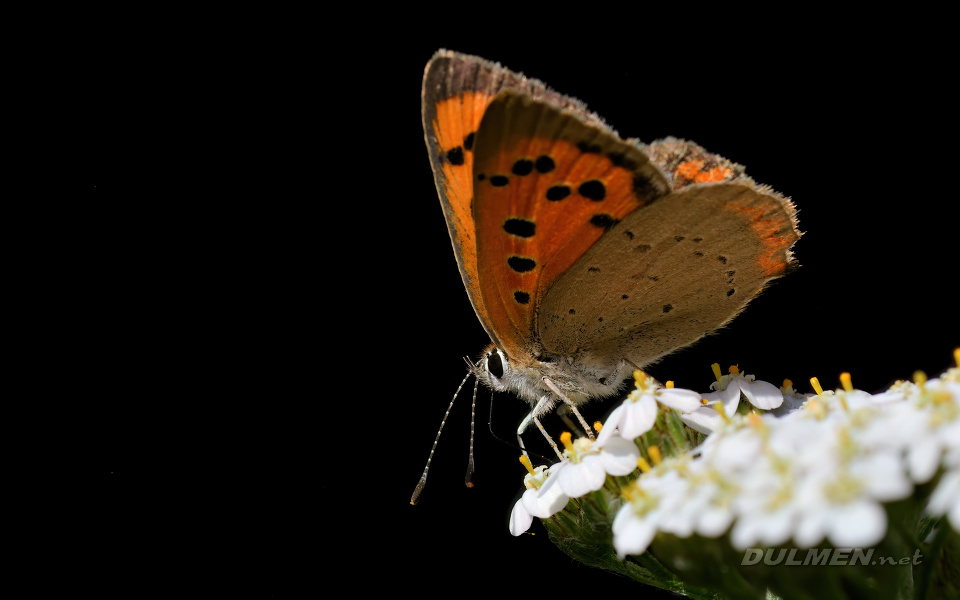 01 Small Copper (Lycaena phlaeas)